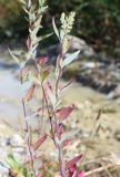 Chenopodium striatiforme