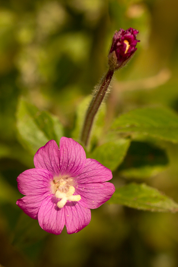 Image of Epilobium hirsutum specimen.