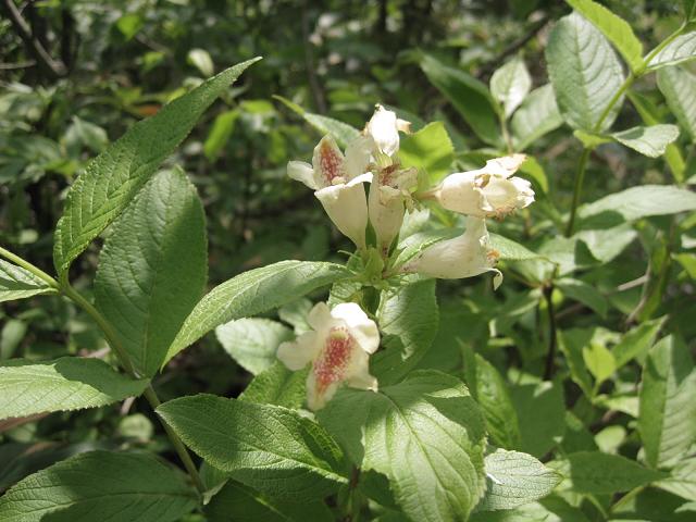 Image of Weigela middendorffiana specimen.