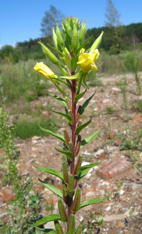 Image of Oenothera rubricaulis specimen.