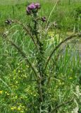Cirsium palustre. Верхняя часть цветущего растения. Нидерланды, окрестности Гронингена. Июнь 2006 г.