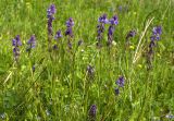 Polygala comosa