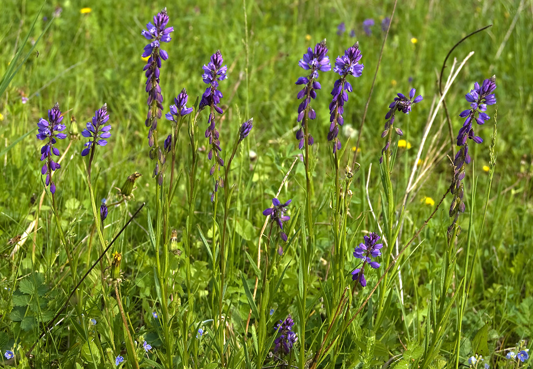 Image of Polygala comosa specimen.