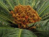 Cycas revoluta