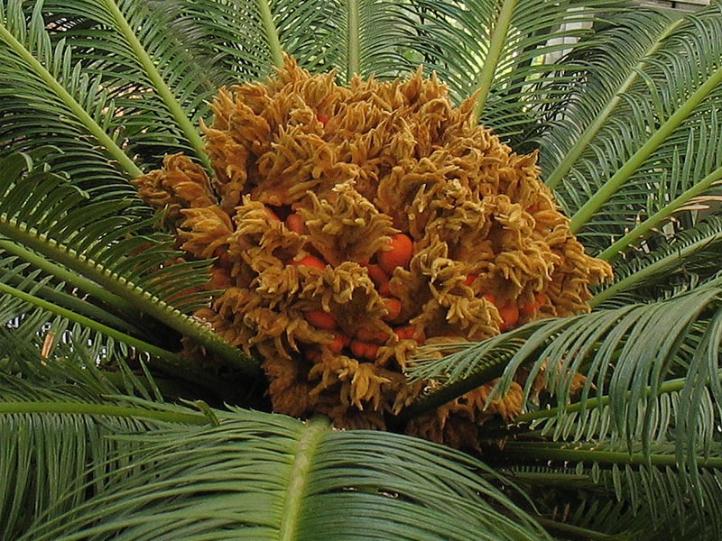 Image of Cycas revoluta specimen.