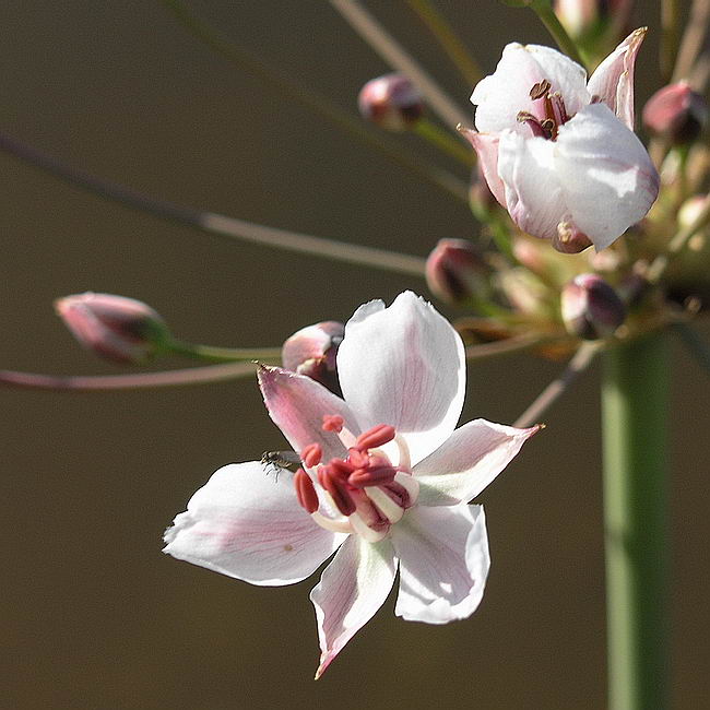 Изображение особи Butomus umbellatus.