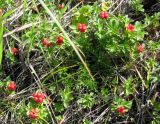 Chamaepericlymenum suecicum