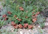 Astragalus physodes