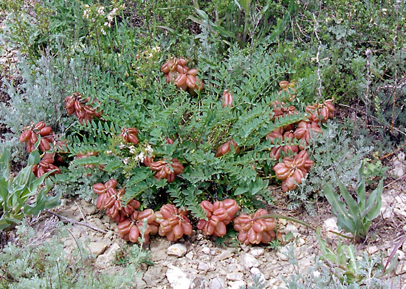 Изображение особи Astragalus physodes.