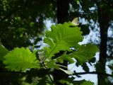 Quercus macrocarpa