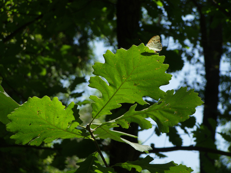 Изображение особи Quercus macrocarpa.