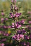 Phlomis pungens. Верхушка побега с соцветиями. Белгородская обл., окр. пос. Борисовка, Острасьев Яр, степь. 30.06.2009.