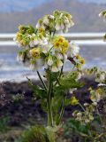 Tephroseris palustris. Верхушка цветущего и плодоносящего растения. Восточный Казахстан, Курчумский р-н, с. Урунхайка, берег оз. Маркаколь. 22.08.2009.