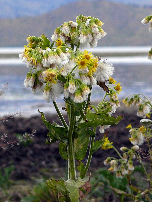 Изображение особи Tephroseris palustris.