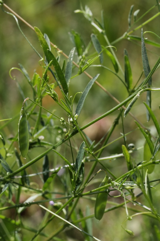 Image of Vicia tetrasperma specimen.