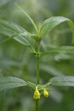 Melampyrum sylvaticum