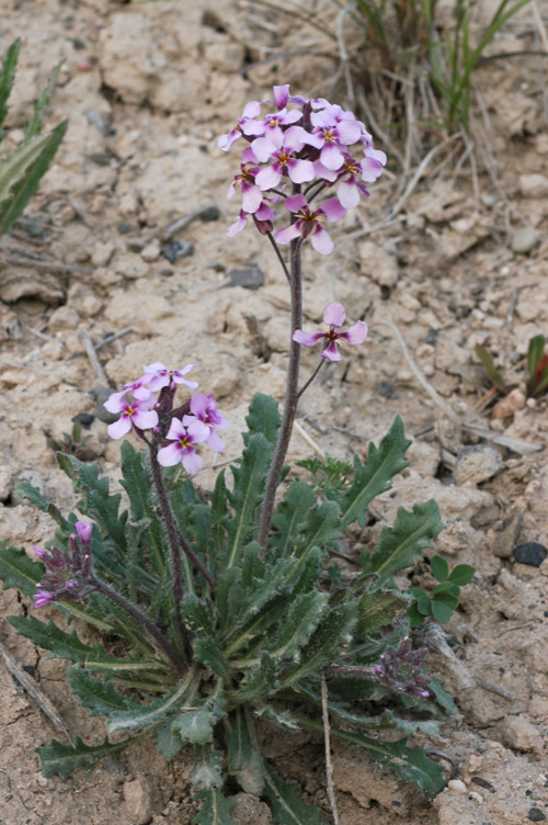 Image of Leiospora beketovii specimen.