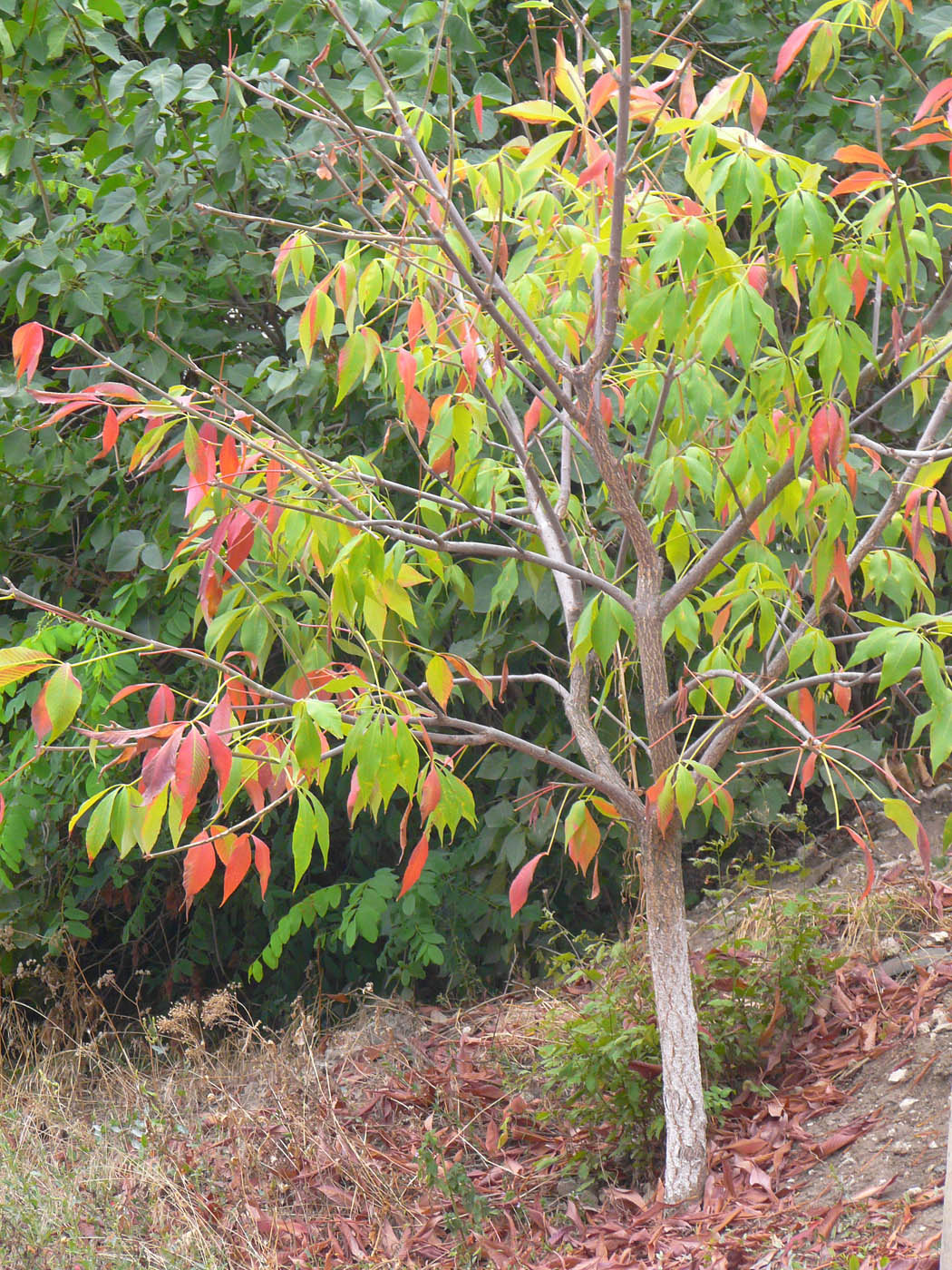 Изображение особи Aesculus glabra.