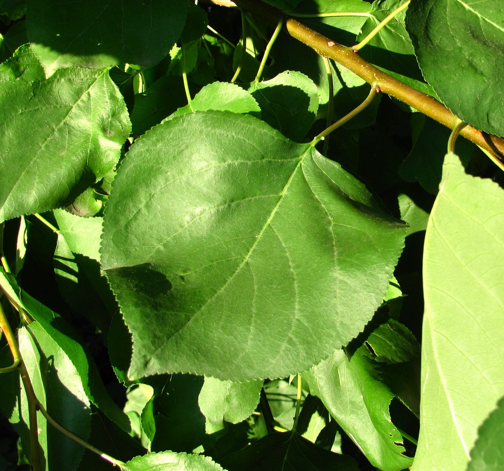 Image of Armeniaca vulgaris specimen.