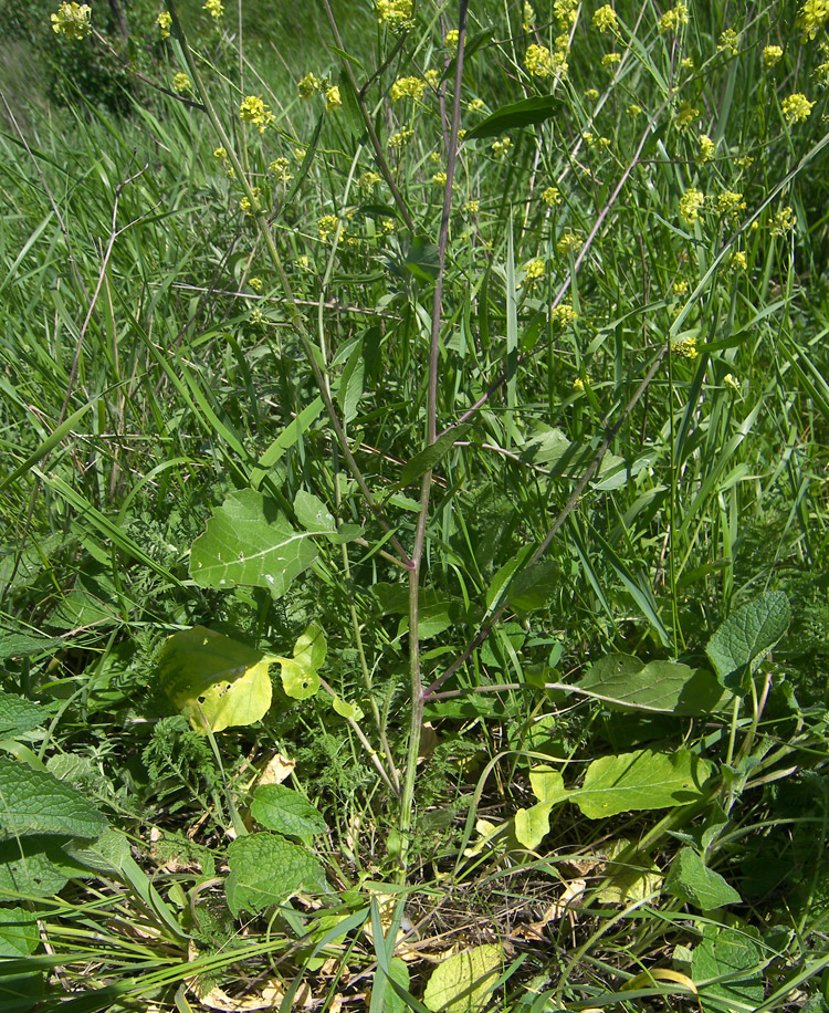 Изображение особи Rapistrum rugosum.