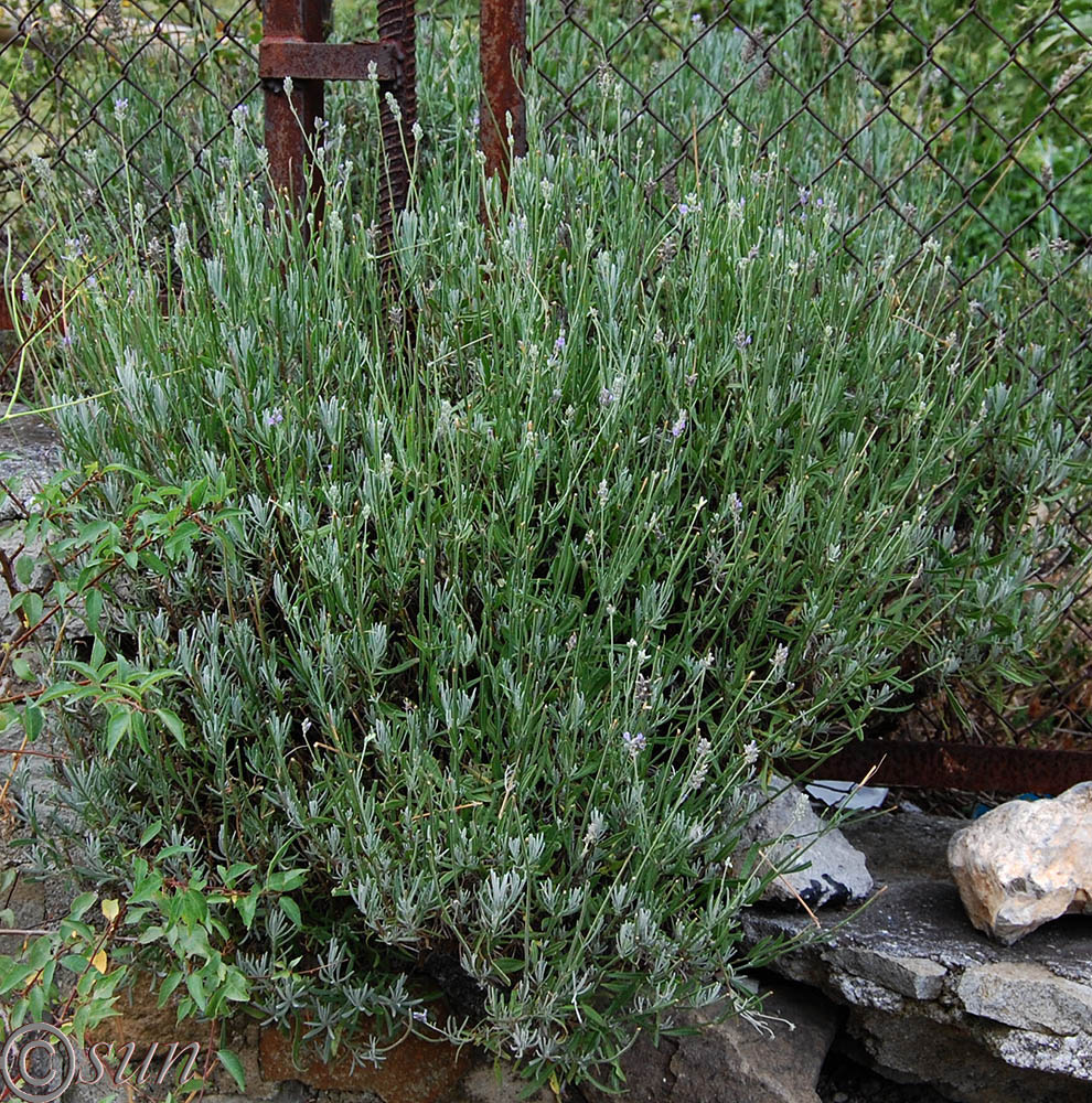Image of Lavandula angustifolia specimen.