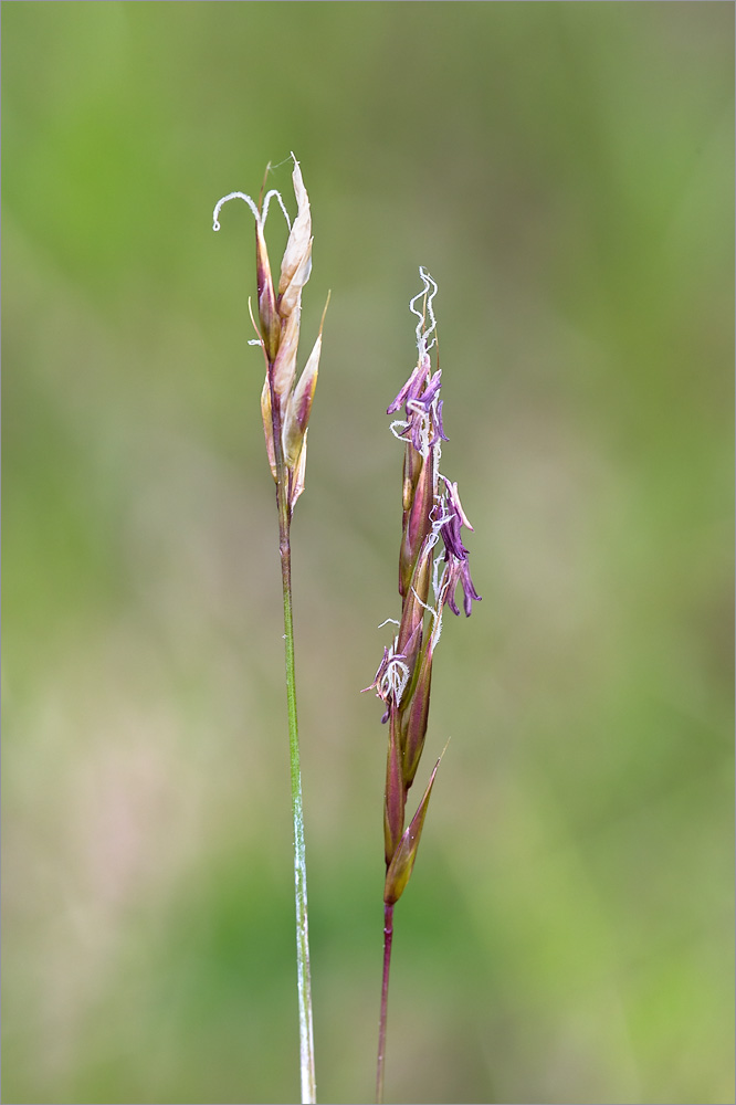 Image of Anthoxanthum alpinum specimen.