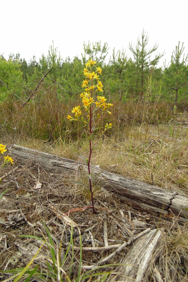 Image of Solidago virgaurea specimen.