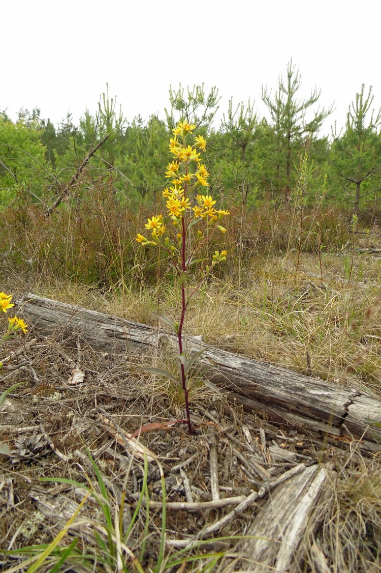 Изображение особи Solidago virgaurea.