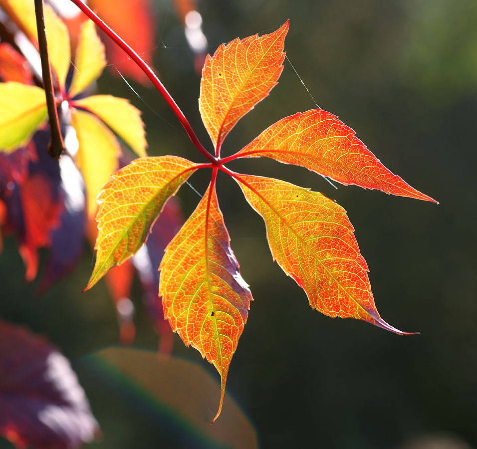 Image of Parthenocissus quinquefolia specimen.