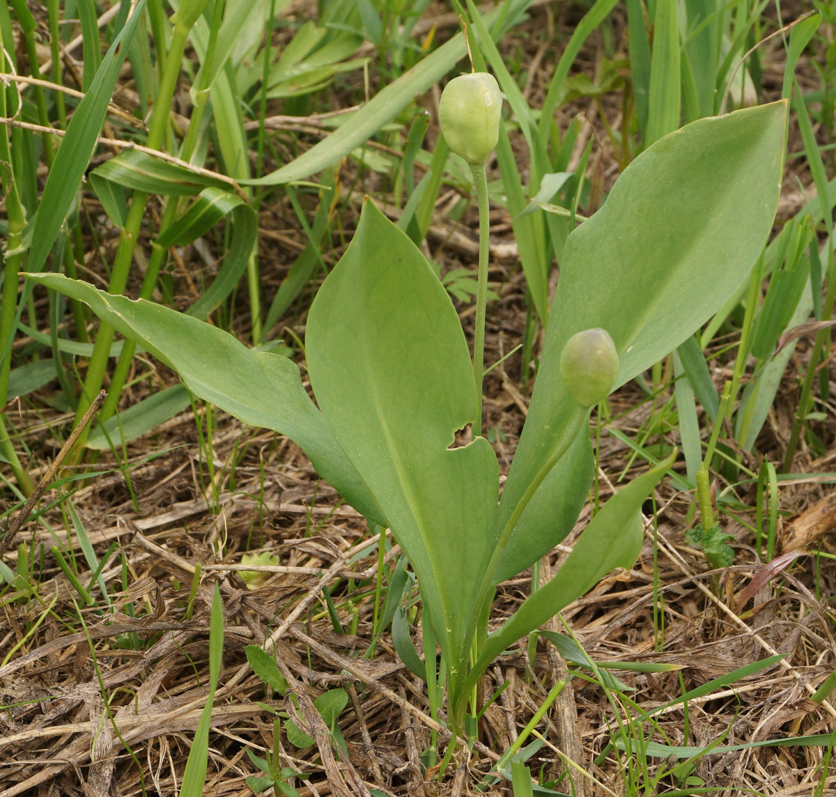 Image of Erythronium krylovii specimen.