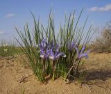 Iris tenuifolia. Цветущее растение. Казахстан, Кызыл-Ординская обл., г. Байконур, левый берег р. Сыр-Дарьи у понтонной переправы; песчаный массив. 10.04.2009.