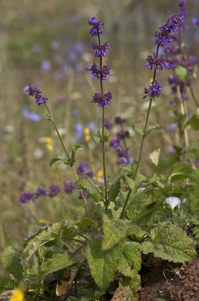 Изображение особи Salvia verticillata.