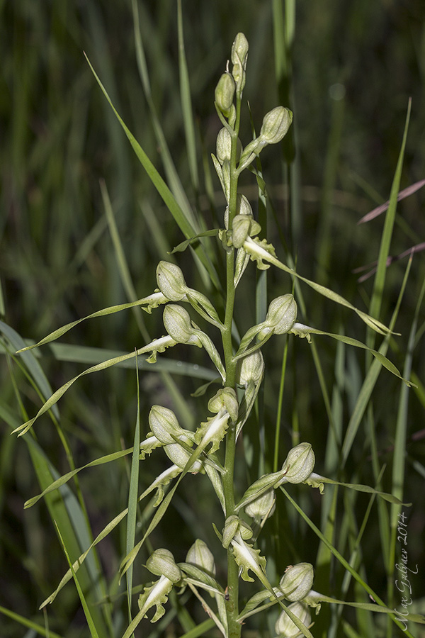 Image of Himantoglossum caprinum specimen.