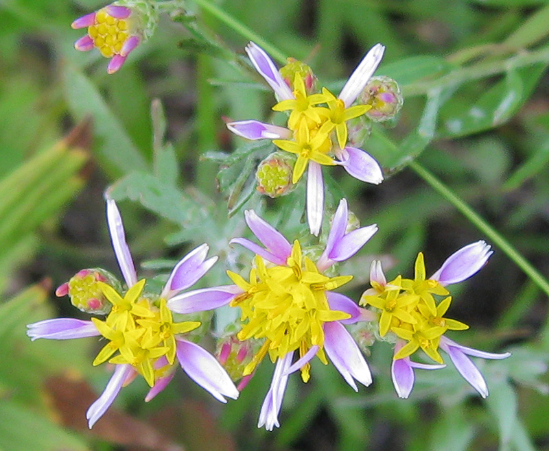 Image of Galatella rossica specimen.