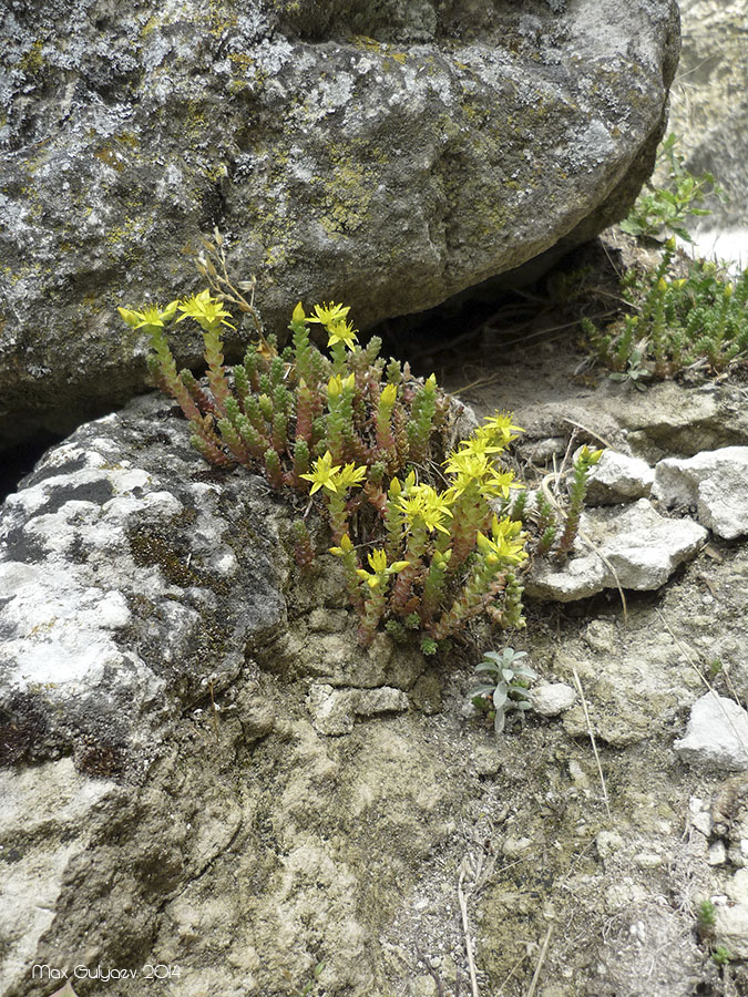 Изображение особи Sedum acre.