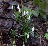 Galanthus nivalis. Группа цветущих растений. Хорватия, национальный парк Плитвицкие озёра, буковый лес. 21.03.2010.