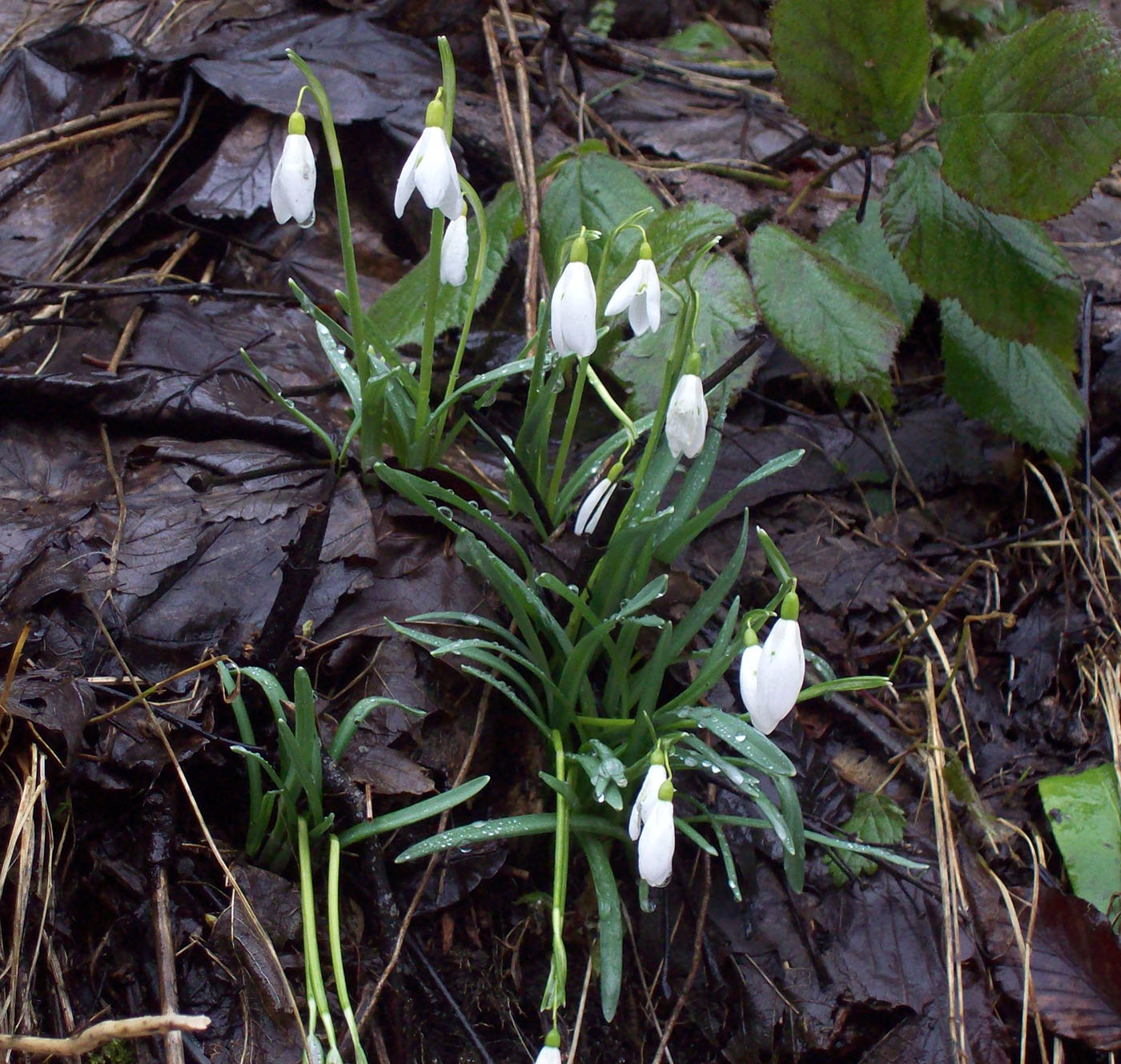 Изображение особи Galanthus nivalis.