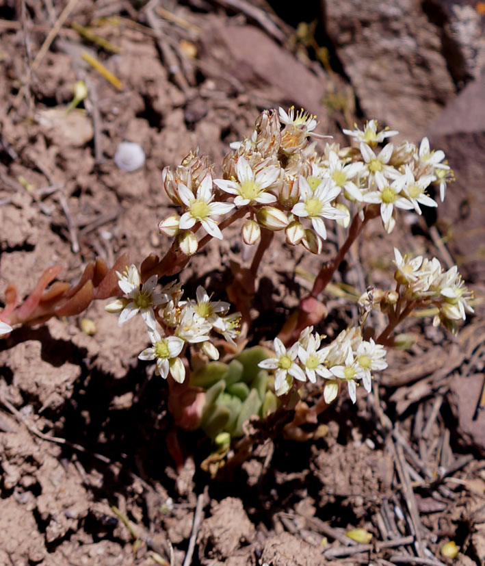 Изображение особи Rosularia platyphylla.