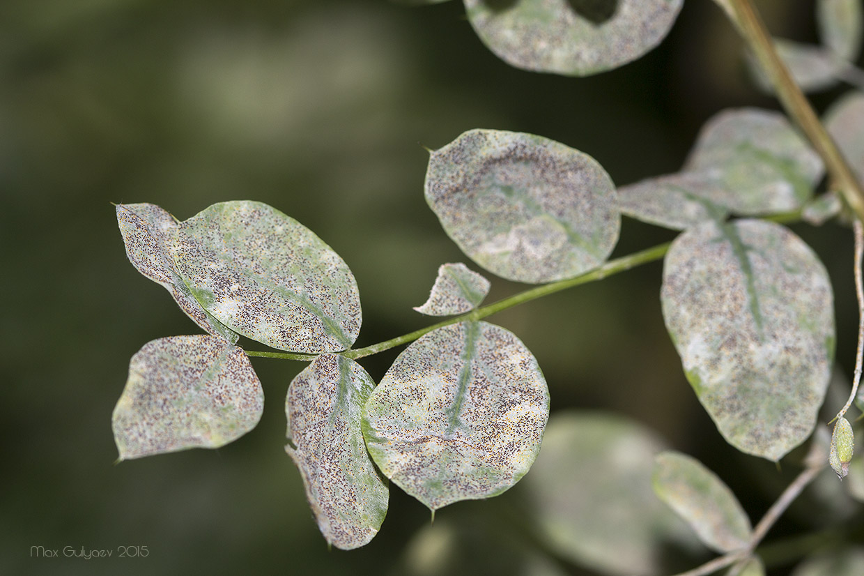 Image of Caragana arborescens specimen.