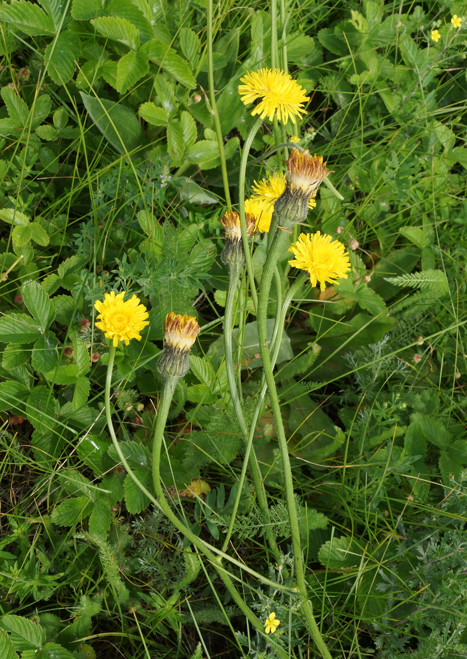 Изображение особи Trommsdorffia maculata.