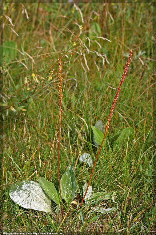 Изображение особи Plantago cornuti.