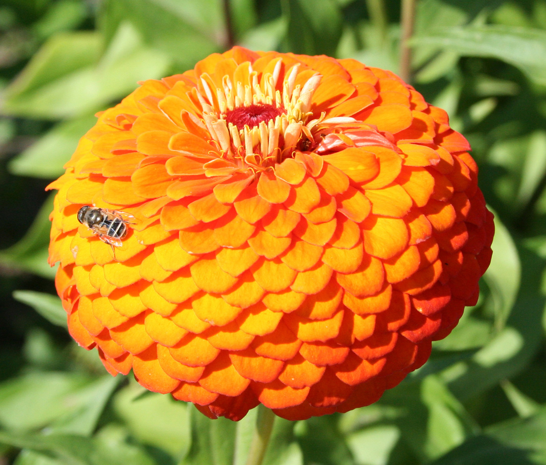 Изображение особи Zinnia elegans.