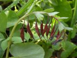Corydalis solida. Верхушка растения с плодами. Украина, Днепропетровская обл., верховья р. Самоткань. 25.04.2009.