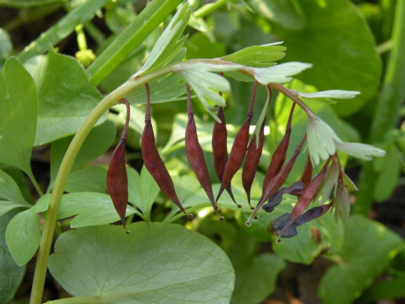 Image of Corydalis solida specimen.