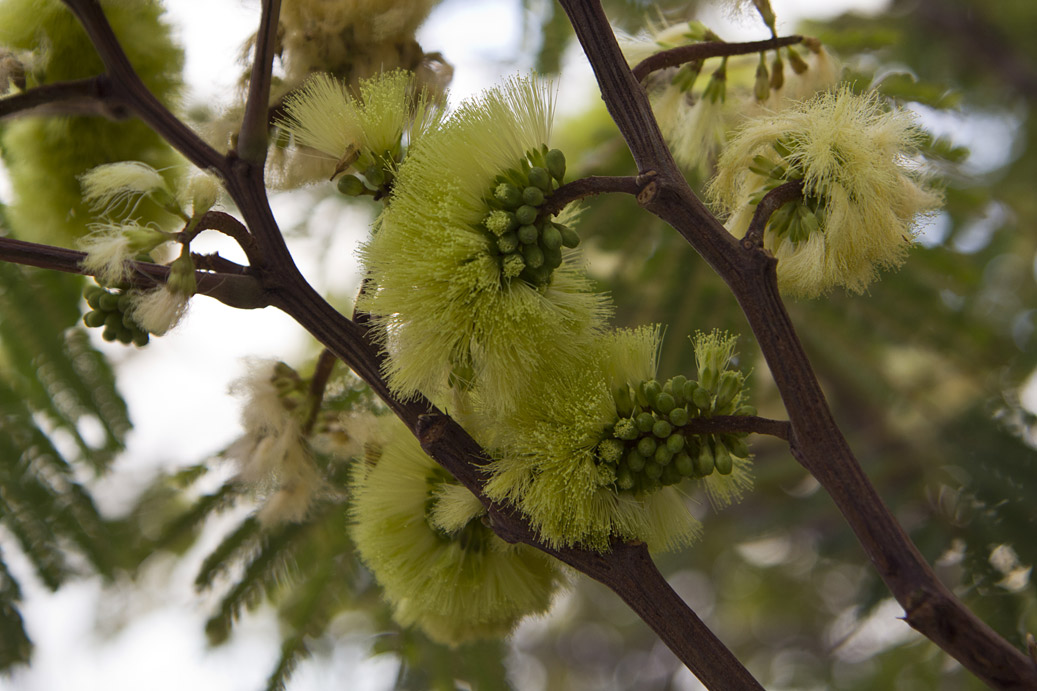 Изображение особи Leucaena leucocephala.