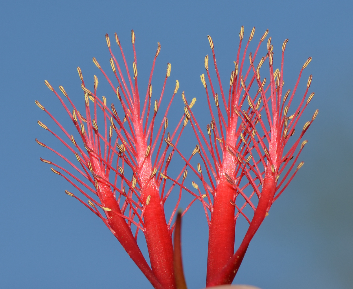 Изображение особи Calothamnus villosus.