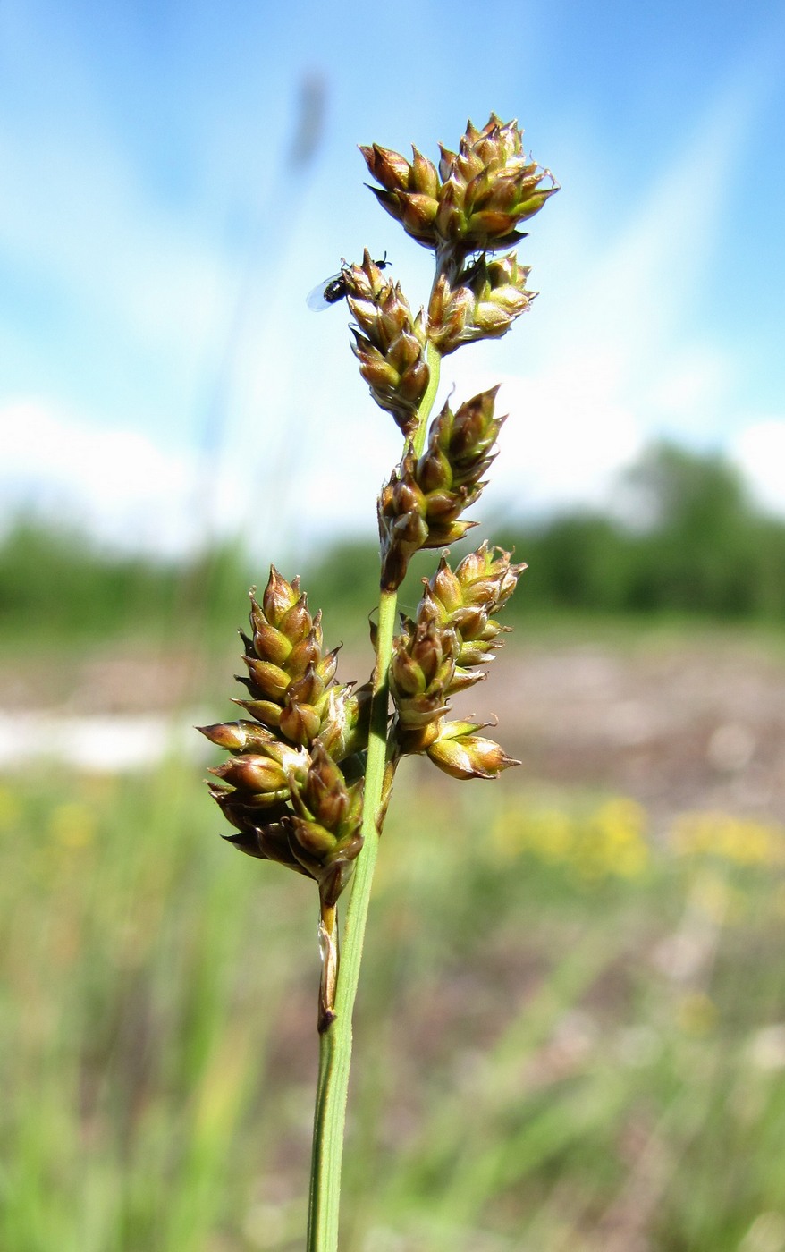 Image of Carex brunnescens specimen.