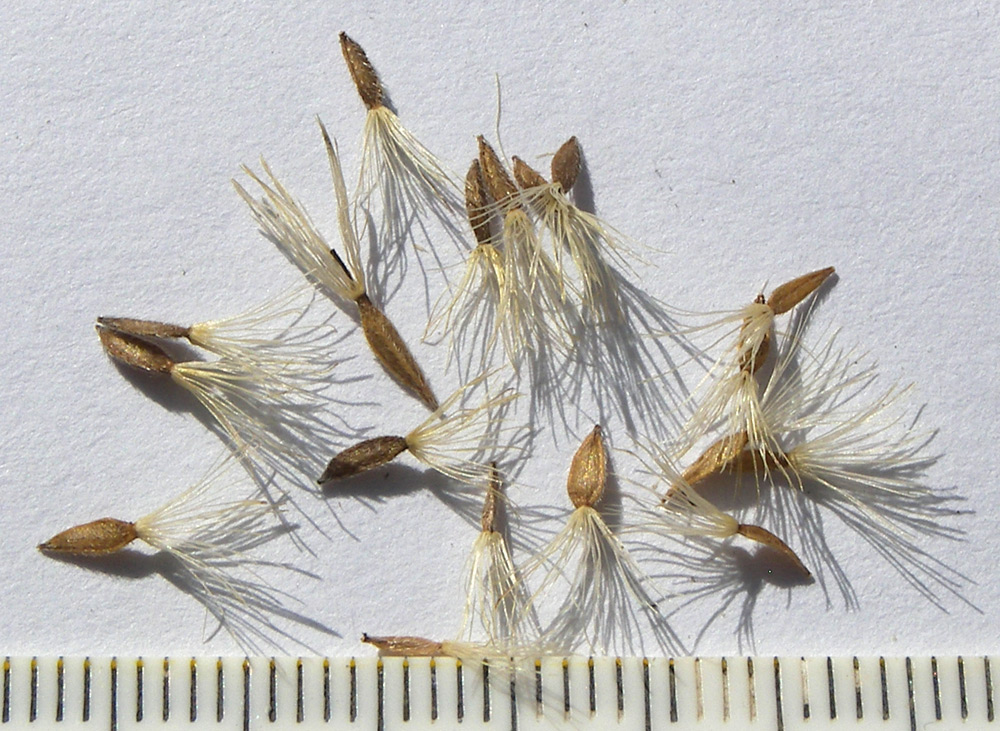 Image of Kemulariella caucasica specimen.