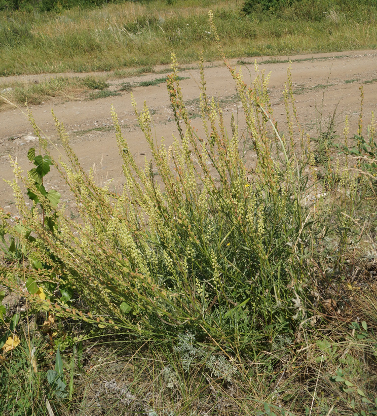 Image of Reseda lutea specimen.