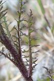 Cirsium palustre